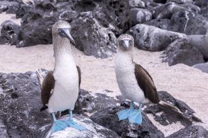Blue Footed Boobies, Galapagos